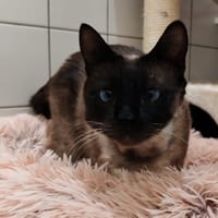 CHOUCHOU, chatte à adopter