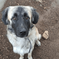 Hatchi, chien à adopter