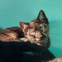 YMAX, chatte à adopter