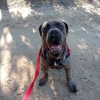 Sky, chien à adopter