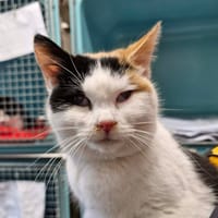 GOUDALE, chatte à adopter