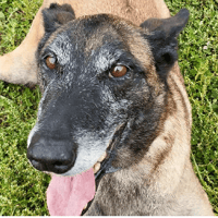 NALA, chienne à adopter