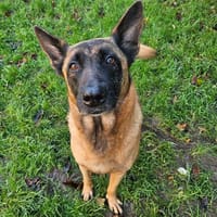 MAYA, chienne à adopter