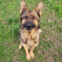 AYRTON, chien à adopter