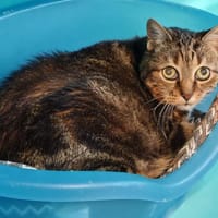 DJERBA, chatte à adopter