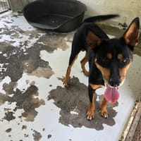 GANESH, chien à adopter