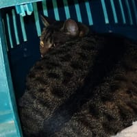 TIGRON, chat à adopter