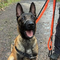 POUTINE, chien à adopter