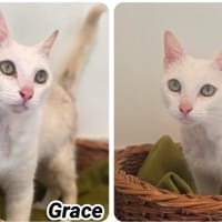 Grace, chatte à adopter