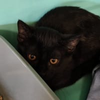 NYAX, chat à adopter