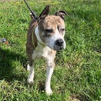 Joy's, chien à adopter