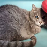CHIPIE, chatte à adopter