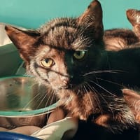 UMAX, chatte à adopter