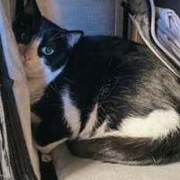 MILKSHAKE, chat à adopter