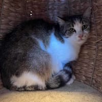 KIWI, chatte à adopter