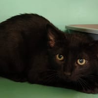 LYAX, chat à adopter