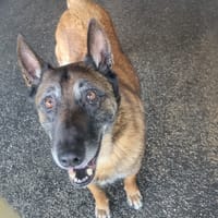 BLACK II, chien à adopter