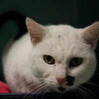 MYSTIE HAB17505, chatte à adopter