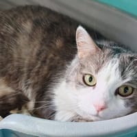 KITTY, chatte à adopter
