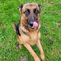 TESSY, chienne à adopter