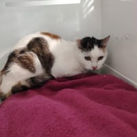 CALINE, chatte à adopter