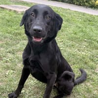 Zina CAA14859, chienne à adopter