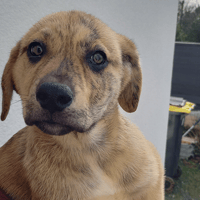 CRISPY, chienne à adopter