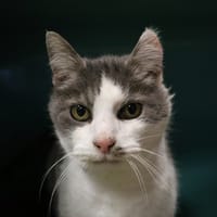 DIABOLINE HAB17510, chatte à adopter