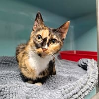 CHOUQUETTE, chatte à adopter