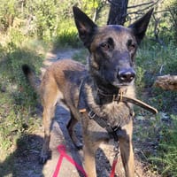 ROY, chien à adopter