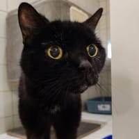 BILLY, chat à adopter