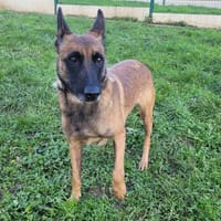 PAMELA, chienne à adopter