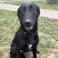 Zia CAA14858, chienne à adopter