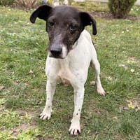 Dory CAA14862, chienne à adopter