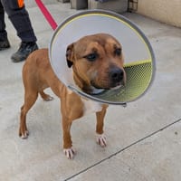 Nova, chienne à adopter