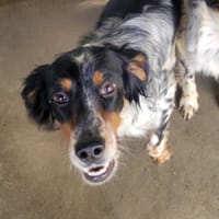 Grixou, chien à adopter