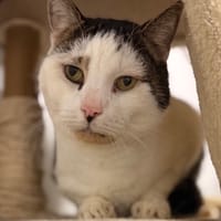 Bébé CAB5249, chat à adopter