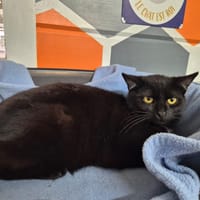 Kino, chat à adopter