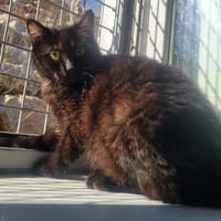 PONPONETTE, chatte à adopter
