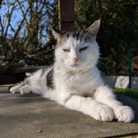 PANTOUFLE A17282, chatte à adopter