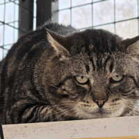 SOCRATE, chat à adopter