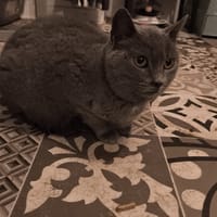 GENTIANE, chatte à adopter