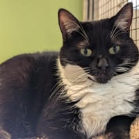 TACHA A17277, chatte à adopter
