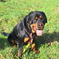 MALABAR, chien à adopter