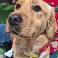 ASTUCE, chienne à adopter