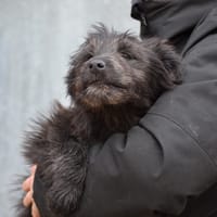 ENYA, chienne à adopter