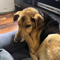 Tadzio, pies do adopcji