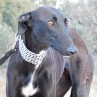 NANI, chienne à adopter