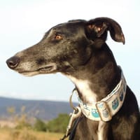 VERA, chienne à adopter