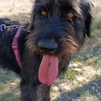 DARIA (patas jumillas), chienne à adopter